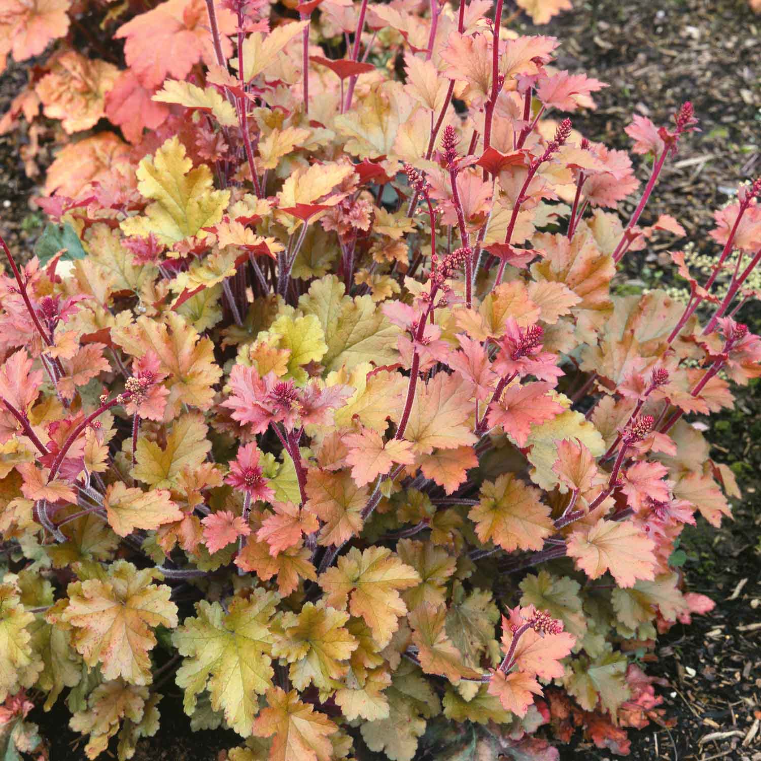 Heuchera 'marmalade', Evergreen Frilled Foliage, 50 Cm | 1 x 2L | Pink & Brown