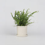 Sword Fern - Nephrolepis 'duffii' - Height 25-40cm - ⌀12cm | Set of 1 | Green