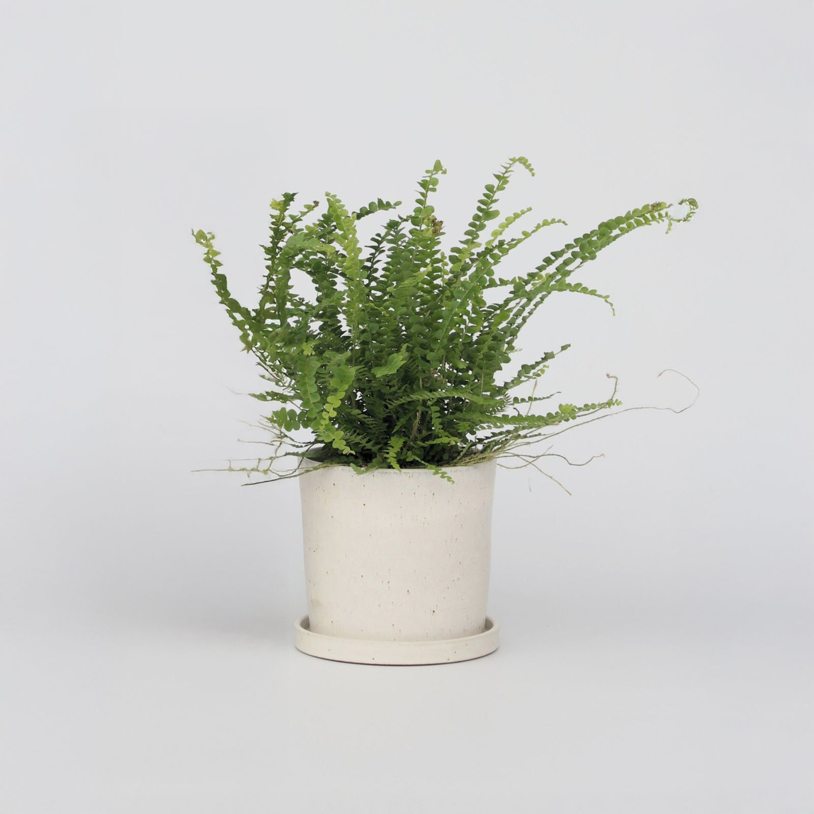 Sword Fern - Nephrolepis 'duffii' - Height 25-40cm - ⌀12cm | Set of 1 | Green