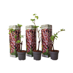 Common Grape Vine - 3 Pcs. - Height 25-40cm - ⌀9cm | Set-of-3 | Red