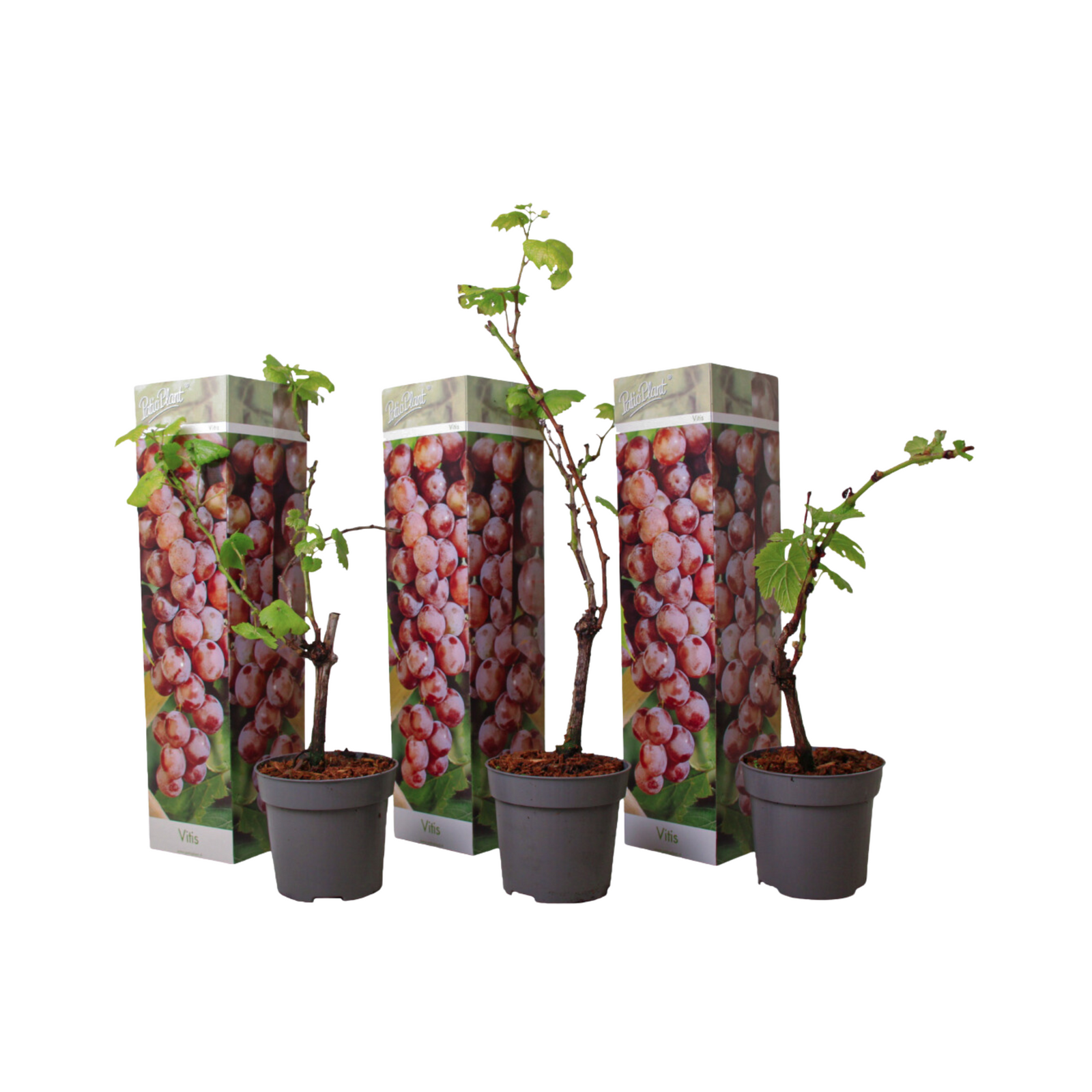 Common Grape Vine - 3 Pcs. - Height 25-40cm - ⌀9cm | Set-of-3 | Red