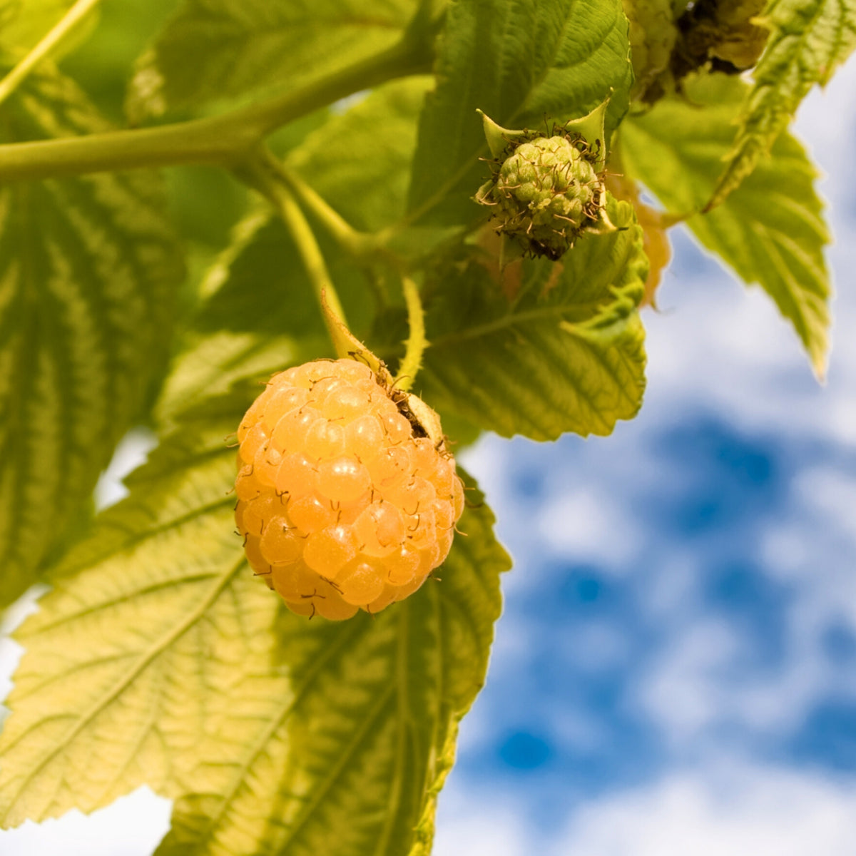Wild Raspberry - Rubus Idaeus 'Fallgold' - Height 25-40cm - ⌀9cm | Set of 6 | Yellow
