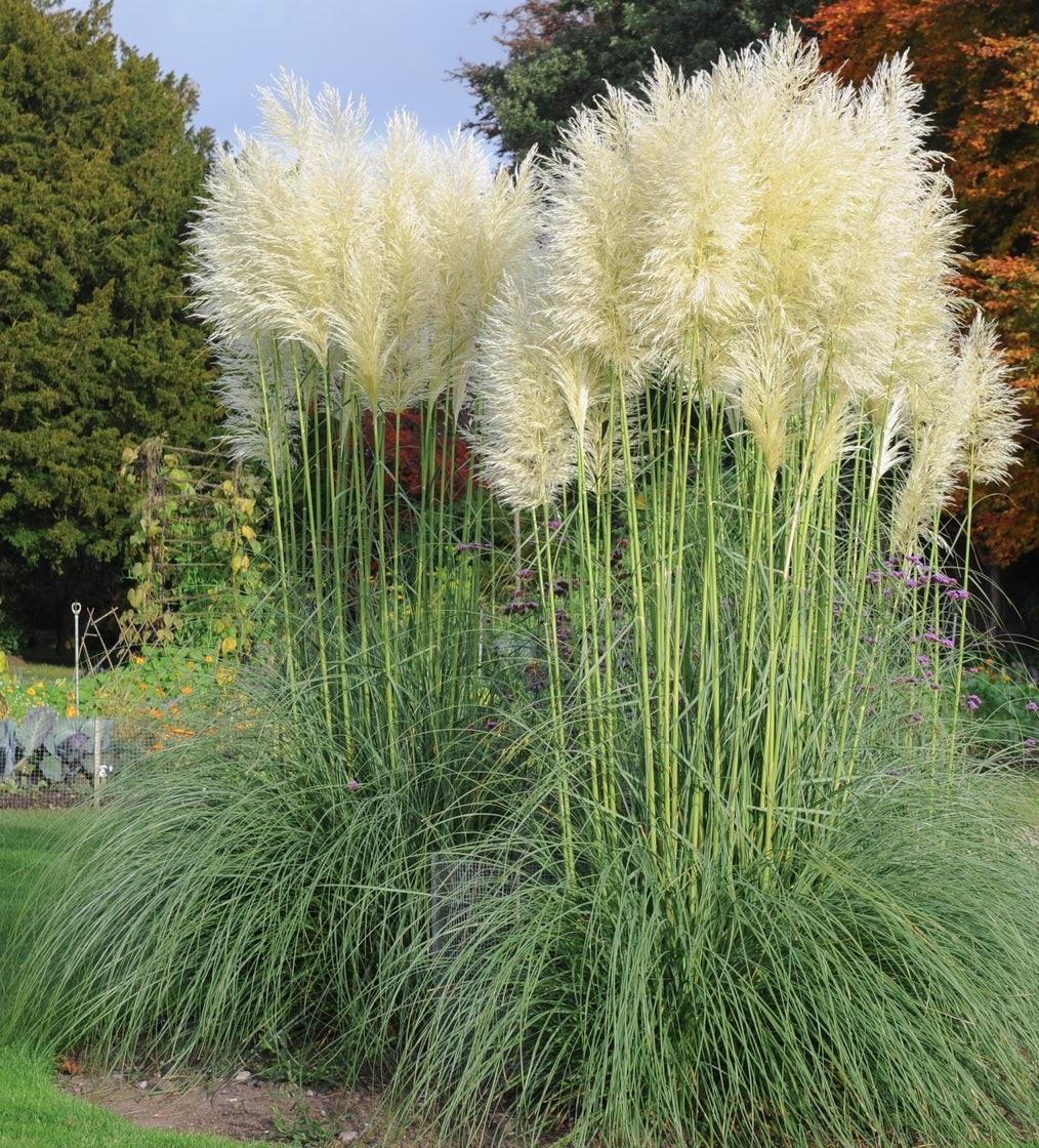 Cortaderia White Pampas Grass Plant | Set of 1