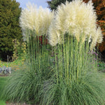 Cortaderia White Pampas Grass Plant | Set of 3