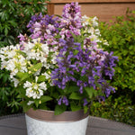 Thompson & Morgan Nepeta Panther Mix 12 X Garden Ready Plants Aromatic Foliage Long Flowering Season