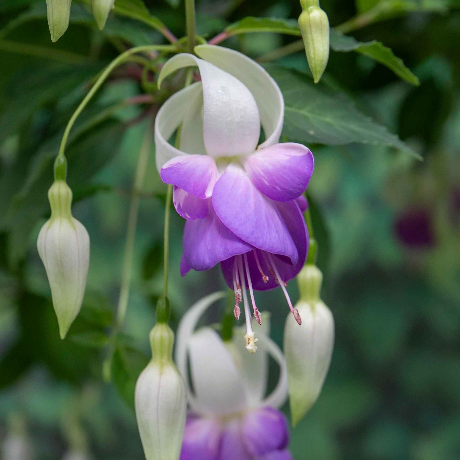 Fuchsia 'deltas Sarah' - Hardy Blue And White Flowering Fuchsia | 6 x Garden Ready Plugs | Blue & White