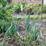 Spring-planting Onion Sets Duo Pack — Red Baron And Stuttgarter Riesen | Set of 2 | Teal & Yellow