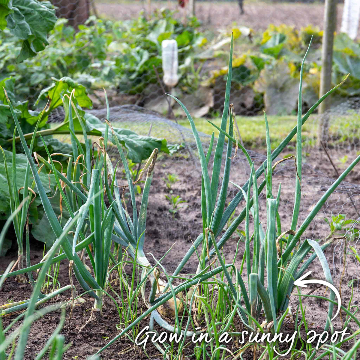 Spring-planting Onion Sets Duo Pack — Red Baron And Stuttgarter Riesen | Set of 2 | Teal & Yellow