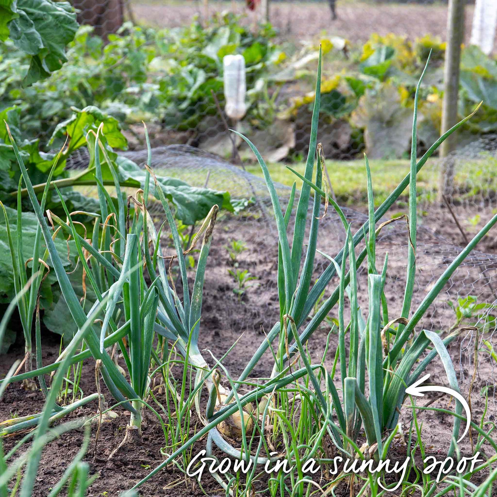 Onion 'stuttgarter Riesen' Sets – Slow To Bolt, Sweet Mild Bulbs | Set of 30