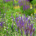 Timeless Salvia Collection - 12 Young Plants 1 Of Each Variety
