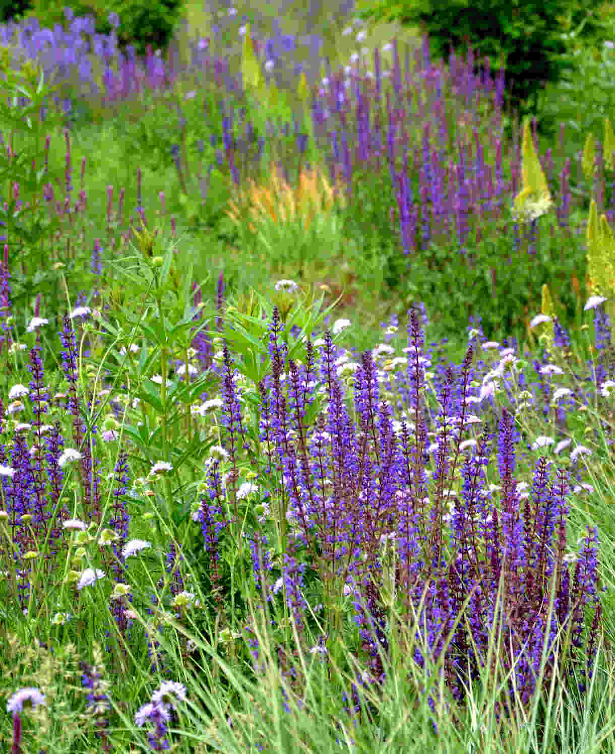 Timeless Salvia Collection - 12 Young Plants 1 Of Each Variety