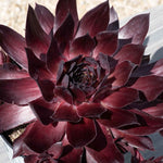 Sempervivum 'supersemps Onyx' - Mahogany-black Succulent | 1 x 2L | Purple & Black