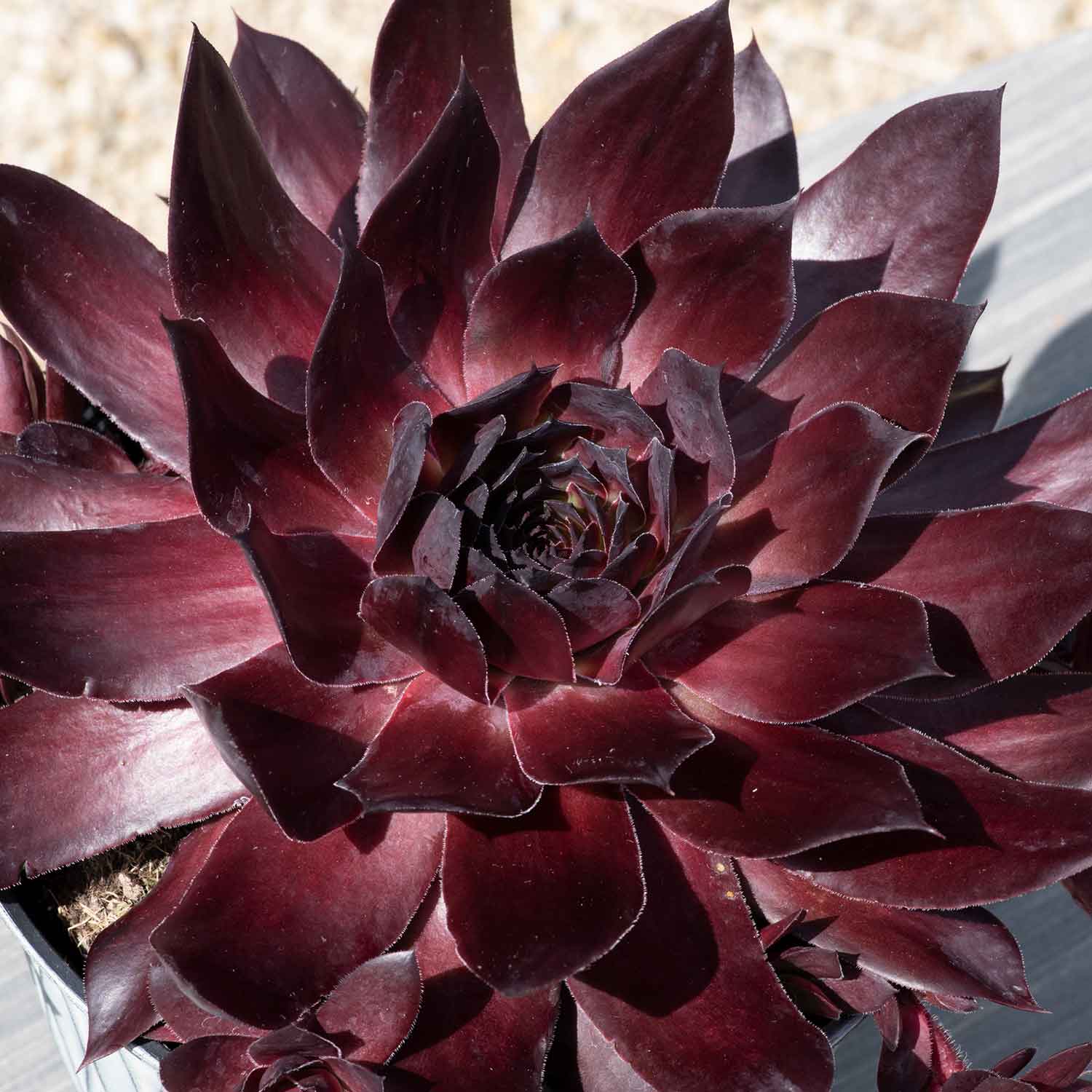 Sempervivum 'supersemps Onyx' - Mahogany-black Succulent | 1 x 9cm | Purple & Black