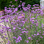 Verbena 'buenos Aires' Tall Violet-purple Perennial | 3 x 9cm | Multi