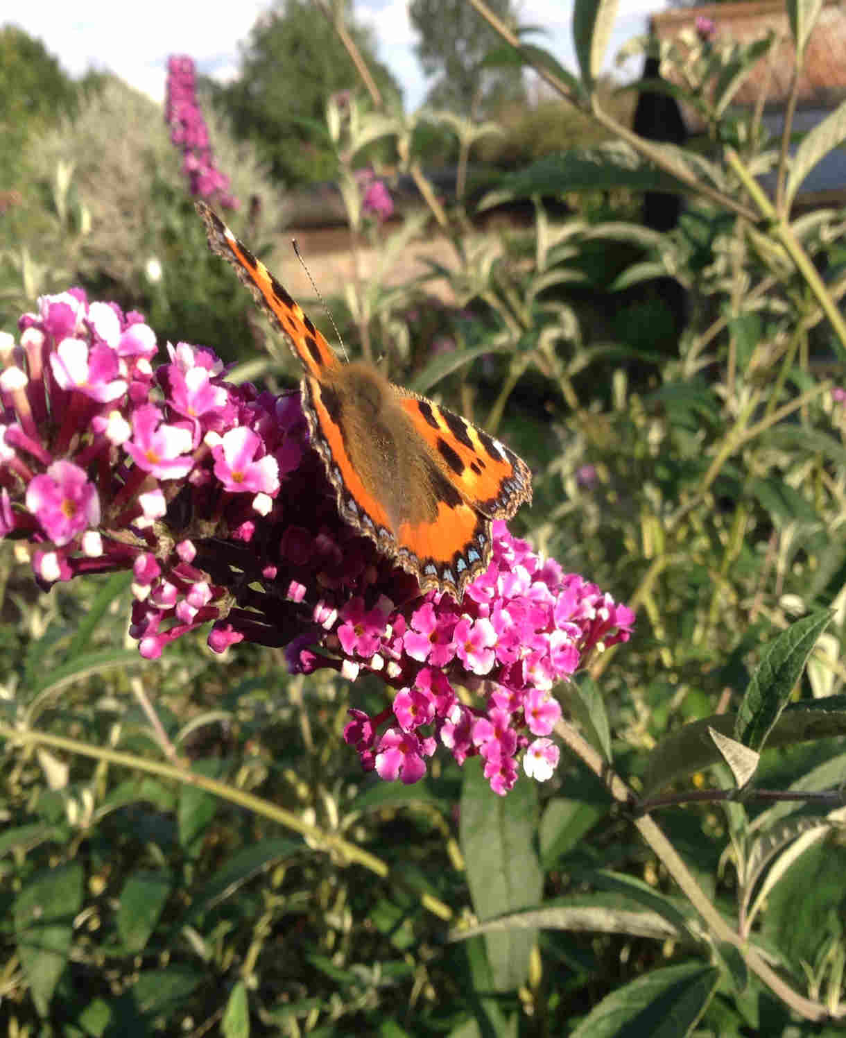 Buddleja Davidii Berries And Cream - 9cm pot | 3 x 9cm | Dark Pink