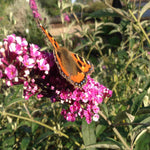 Buddleja Davidii Berries And Cream - 9cm pot | 5 x 9cm | Dark Pink