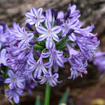 Agapanthus 'poppin Star' Purple Perennial 50cm | 1 x 9cm | Purple