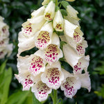 Digitalis 'dalmatian Cream' Compact Rhs Award Foxglove | Set of 12 | Multi