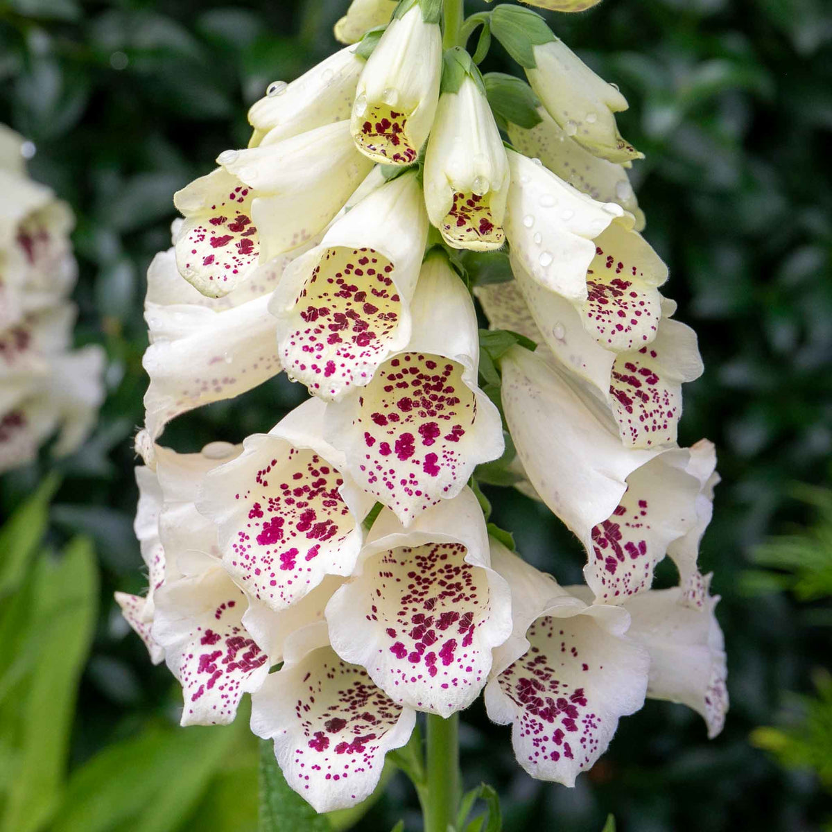 Digitalis 'dalmatian Cream' Compact Rhs Award Foxglove | Set of 12 | Multi