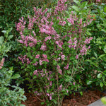 Syringa Meyeri 'little Rosie' - 9cm pot | 3 x 9cm | Deep Pink