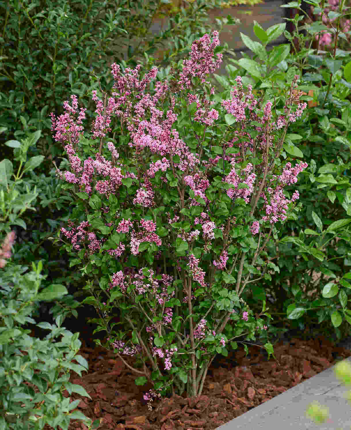 Syringa Meyeri 'little Rosie' - 9cm pot | 3 x 9cm | Deep Pink