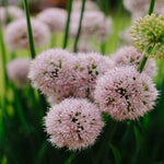 Allium Bubble Bath - Summer Flowering - 9cm pots | 1 x 9cm | Purple