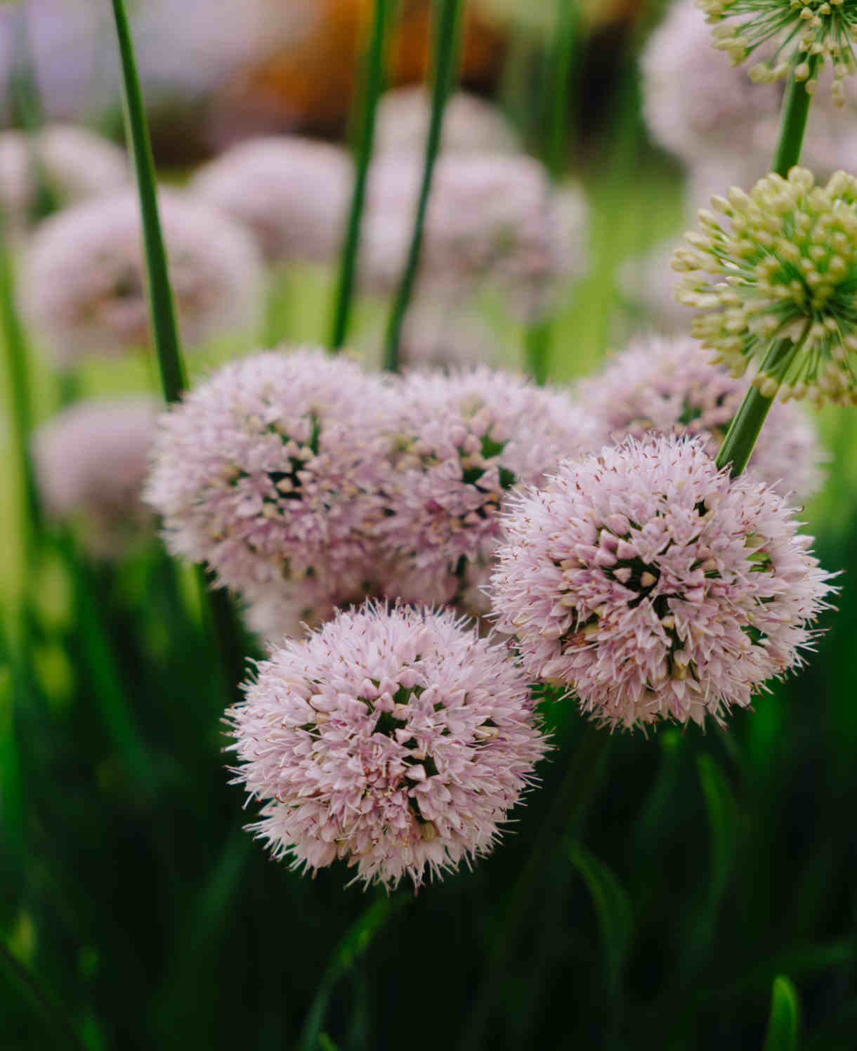 Allium Bubble Bath - Summer Flowering - 9cm pots | 1 x 9cm | Purple