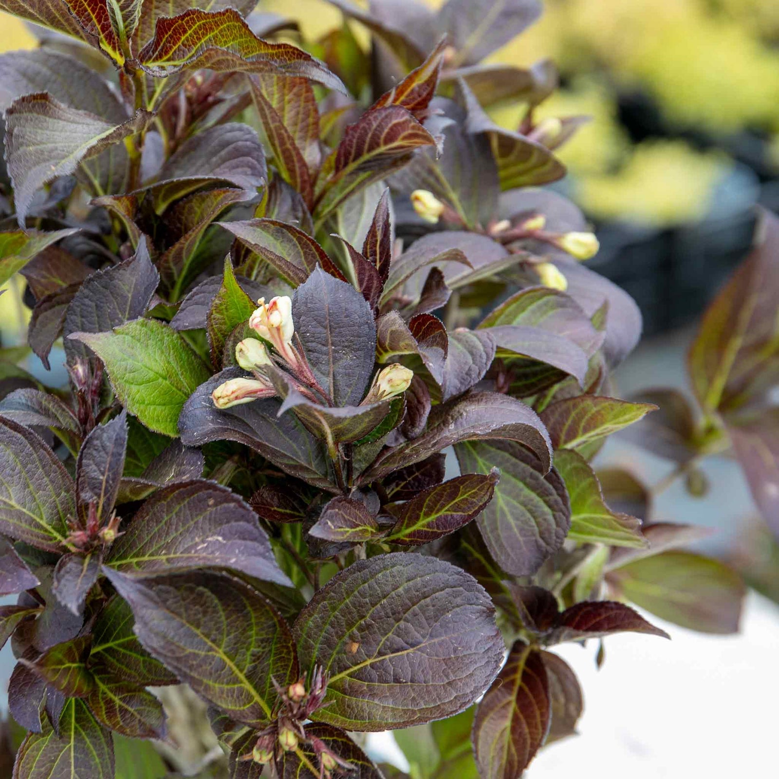 Weigela 'ebony And Ivory' - Compact White-flowering Shrub | 1 x 3L | Green