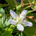 Blackberry 'tiny Black' Compact Thornless Patio Plant | 1 x 2L