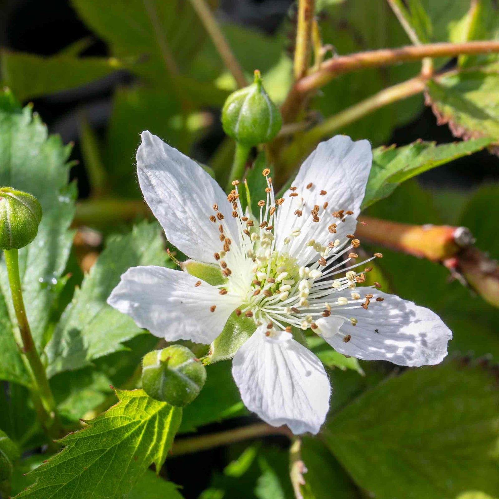 Blackberry 'tiny Black' Compact Thornless Patio Plant | 1 x 2L