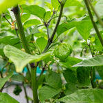 Chilli Plant 'carolina Reaper' | 3 x 9cm | Red
