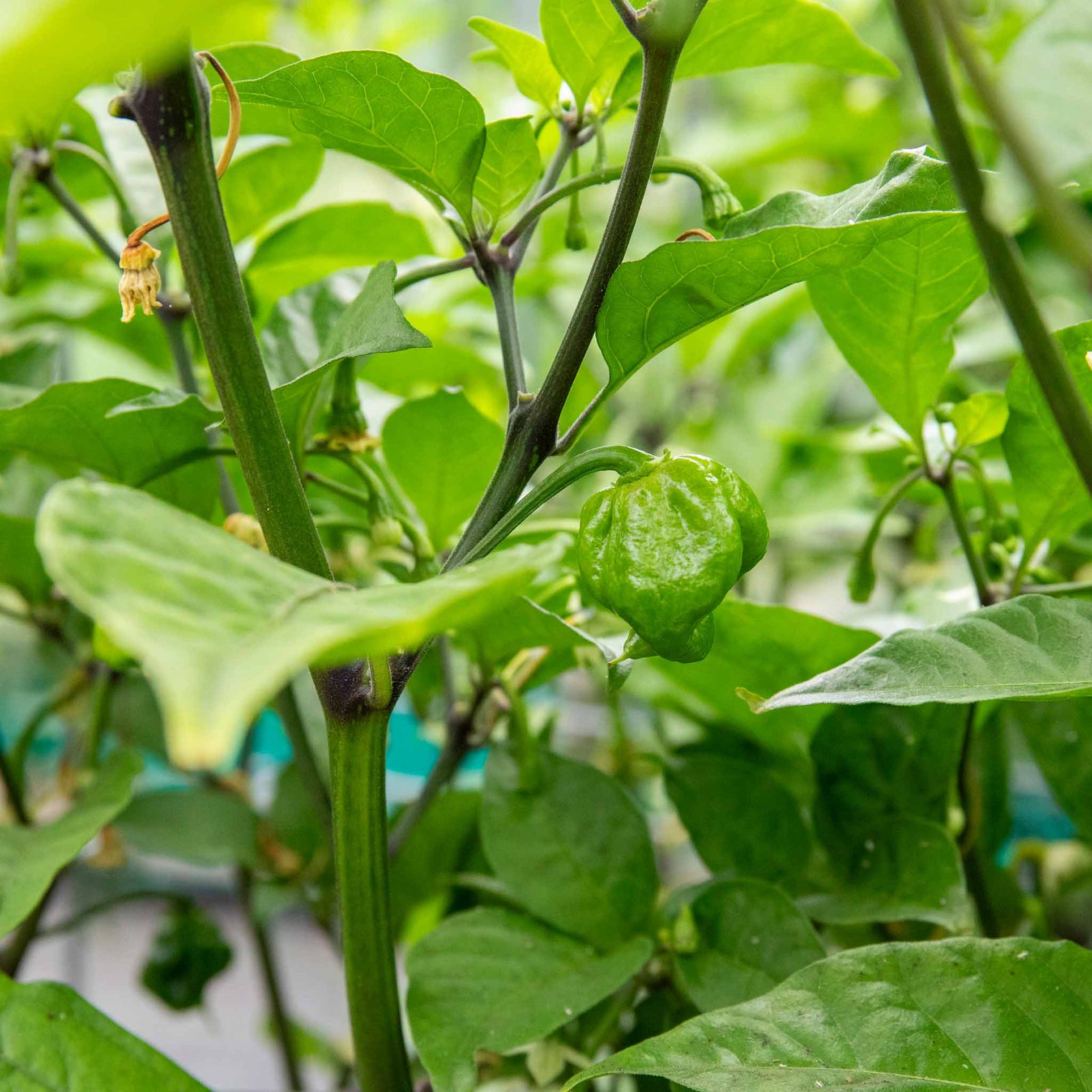 Chilli Plant 'carolina Reaper' | 6 x 9cm | Red