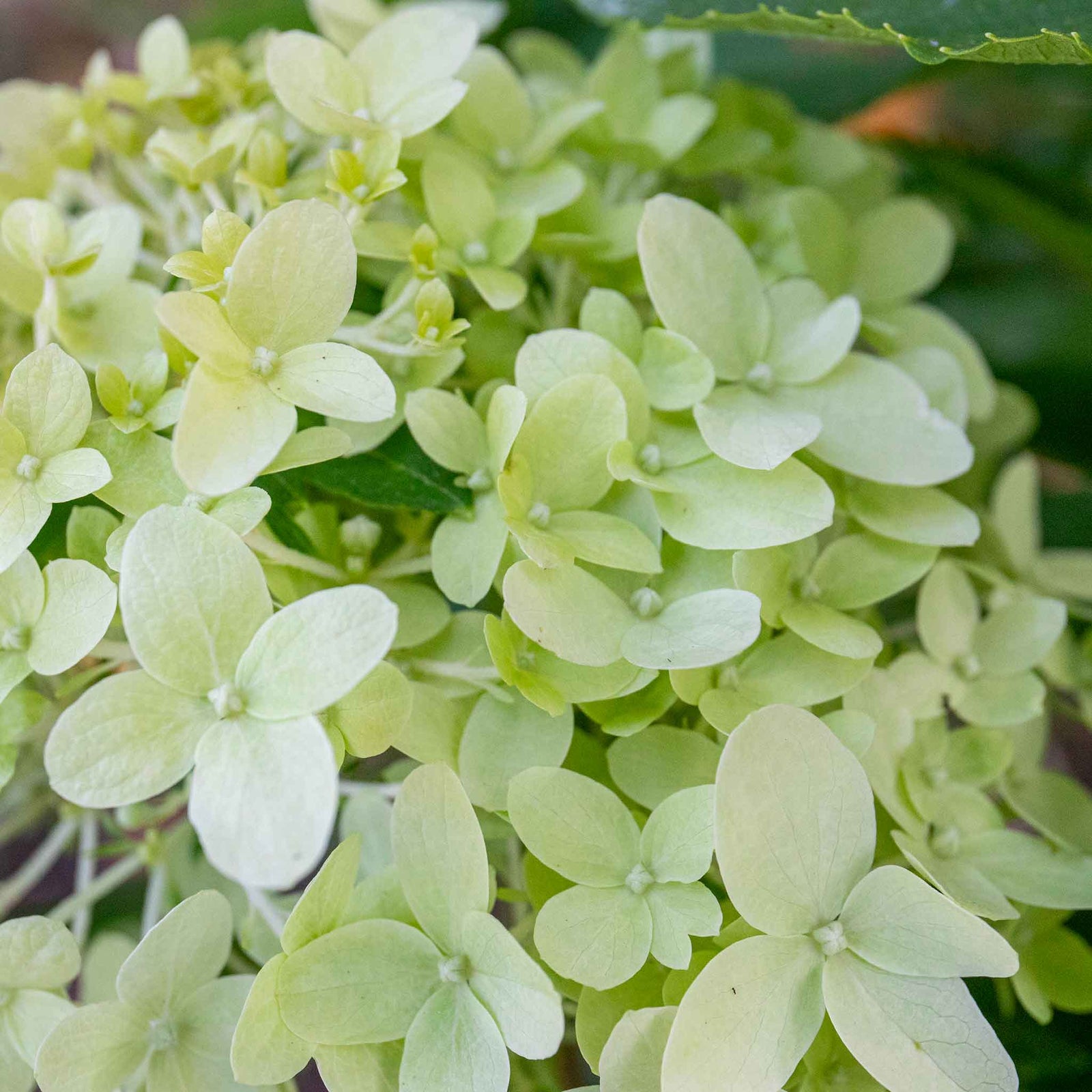 Hydrangea Paniculata 'little Spooky', Dwarf 50 Cm Shrub For Shade | 1 x 9cm | Green