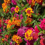 Lantana 'passion Fruit' Trailing Pink And Orange Bedding Plant | 12 x Plug Plants | Multi