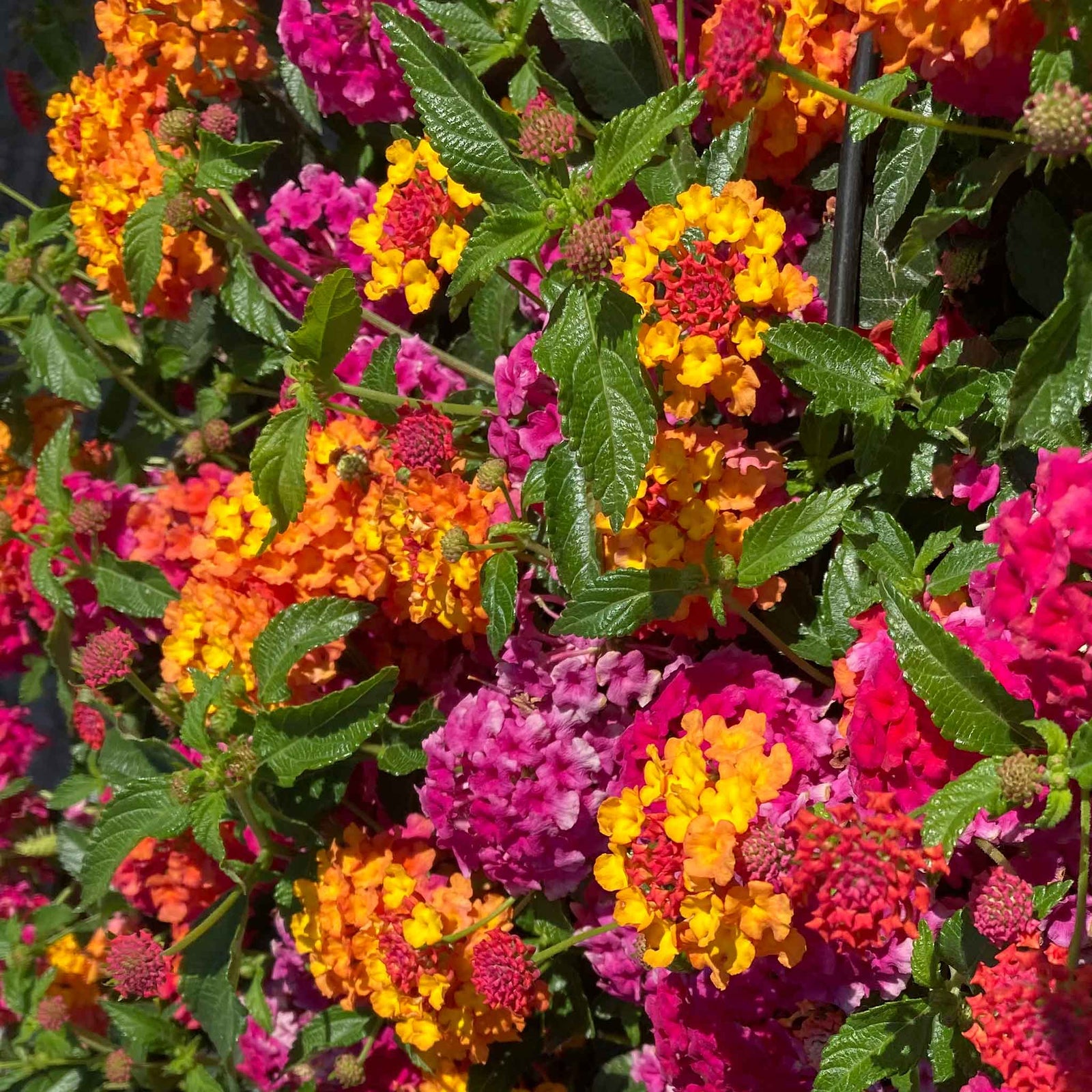 Lantana 'passion Fruit' Trailing Pink And Orange Bedding Plant | 12 x Plug Plants | Multi
