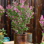 Syringa Meyeri 'little Rosie' - 9cm pot | 5 x 9cm | Deep Pink