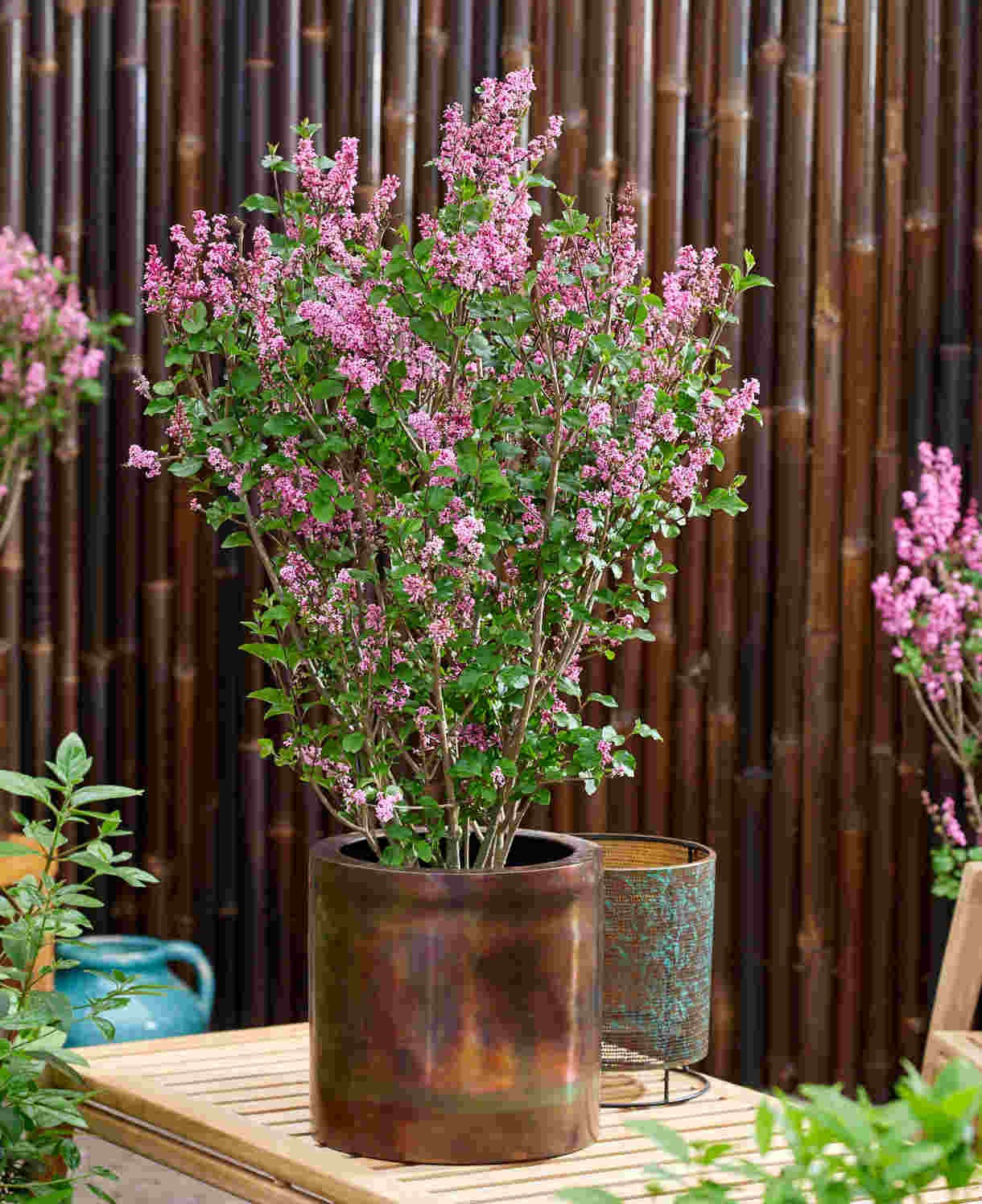 Syringa Meyeri 'little Rosie' - 9cm pot | 5 x 9cm | Deep Pink