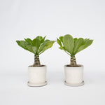 Hawaii Palm - 2 Pcs. - Brighamia 'insignis' - Height 25-35cm - ⌀12cm | Set of 2 | Green
