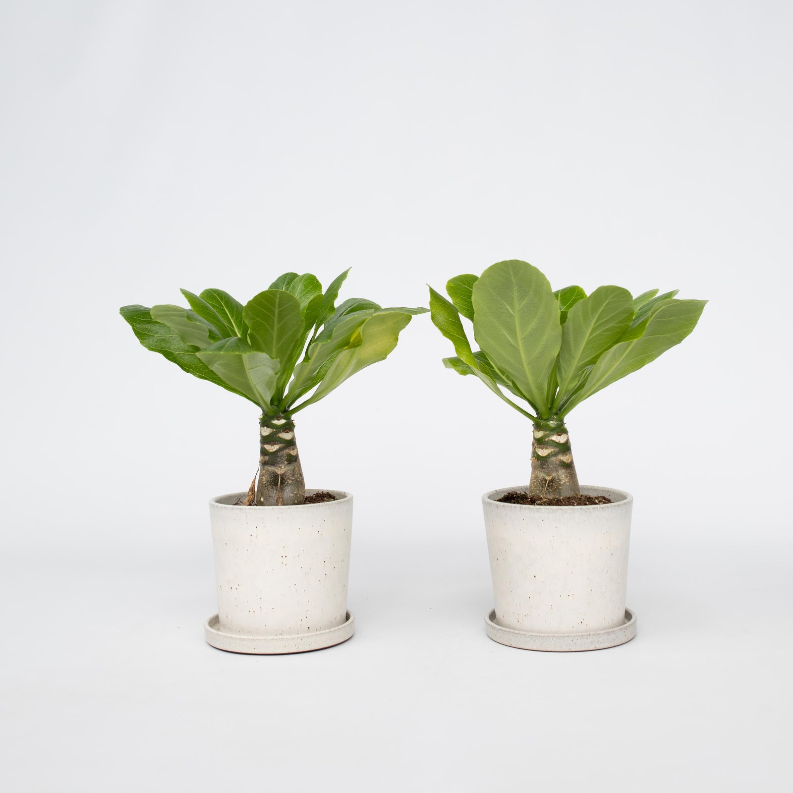 Hawaii Palm - 2 Pcs. - Brighamia 'insignis' - Height 25-35cm - ⌀12cm | Set of 2 | Green