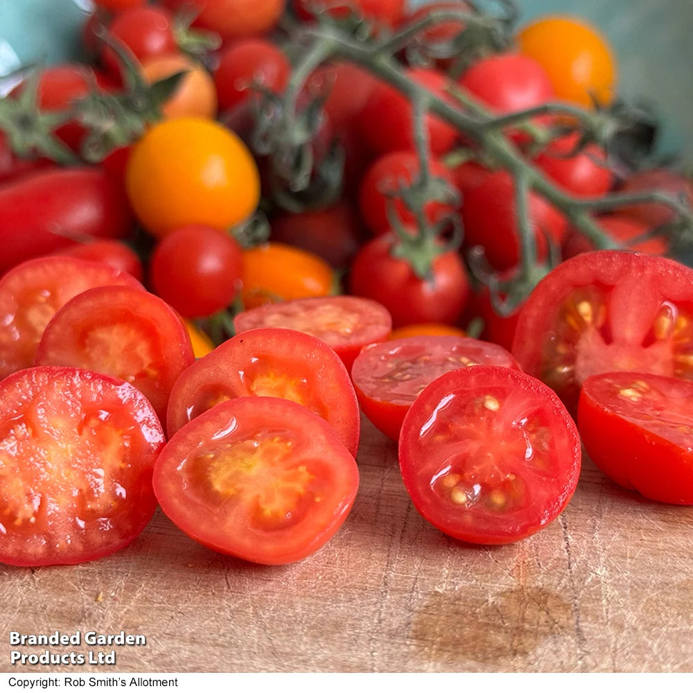 Thompson & Morgan Tomato Meltaway F1 9cm Pot X 3 Plants