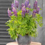 Cottage Garden Legends Lupin’ Collection - XL plug plants | 3 x Jumbo Plugs | Multi