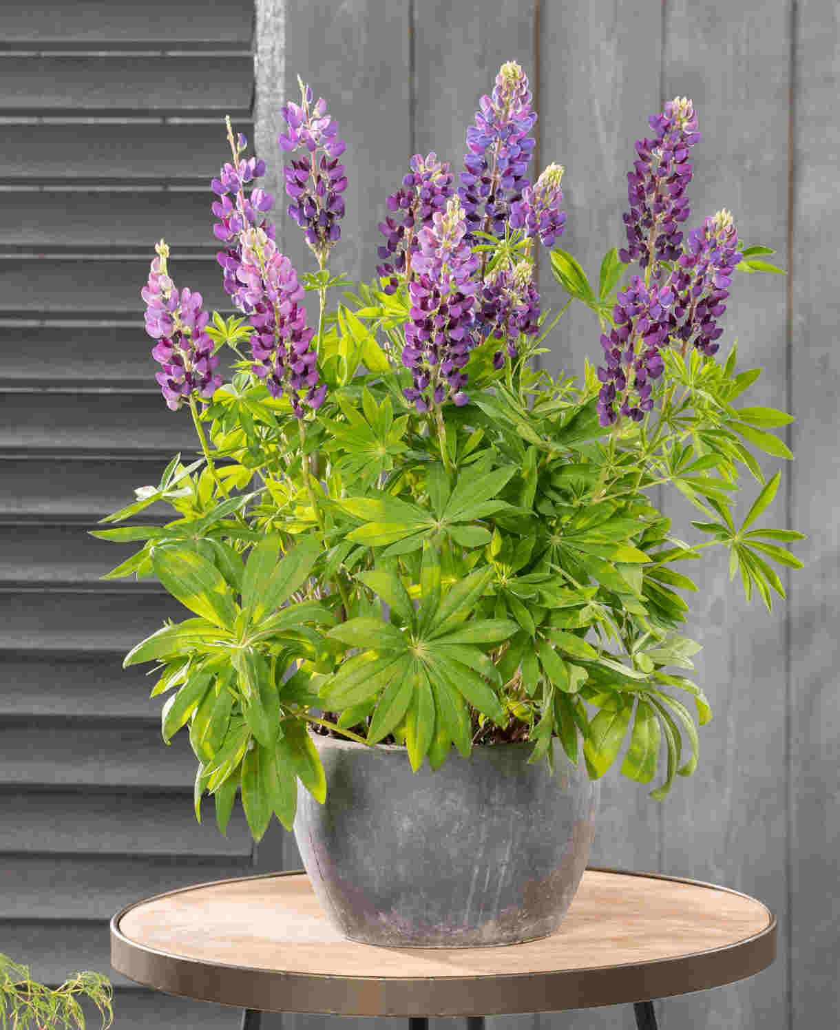 Cottage Garden Legends Lupin’ Collection - XL plug plants | 3 x Jumbo Plugs | Multi