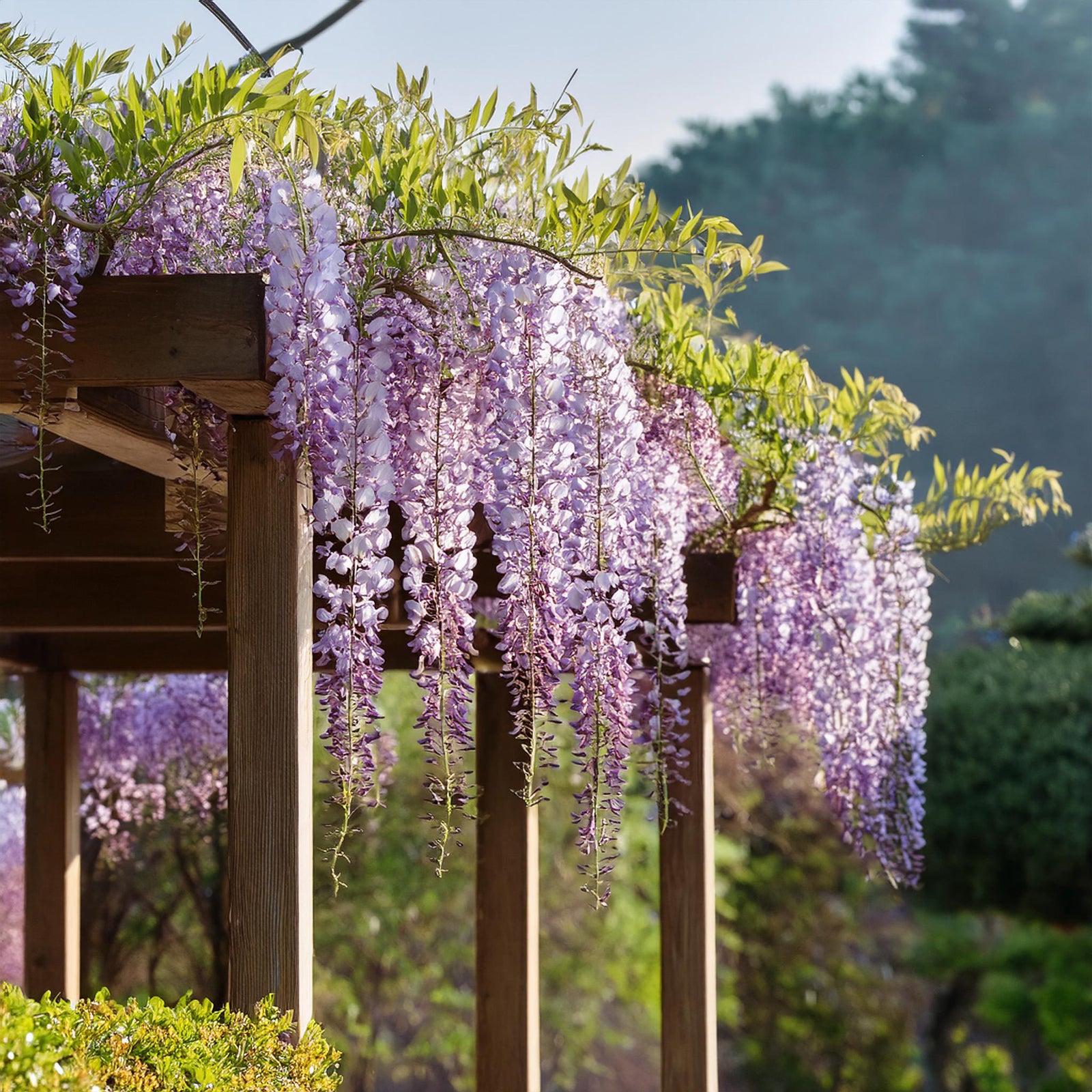Chinese Wisteria -  Wisteria Sinensis - Height 25-40cm - ⌀9cm | Set of 3 | Purple