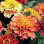 Thompson & Morgan Unique Strawberry Blonde French Marigold 12 X Garden Ready Plants