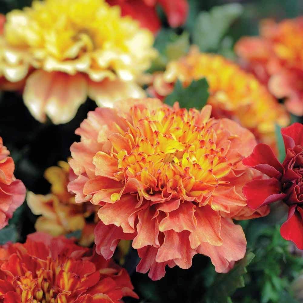 Thompson & Morgan Unique Strawberry Blonde French Marigold 12 X Garden Ready Plants