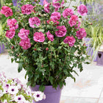 Hayloft Happy Hibiscus Collection