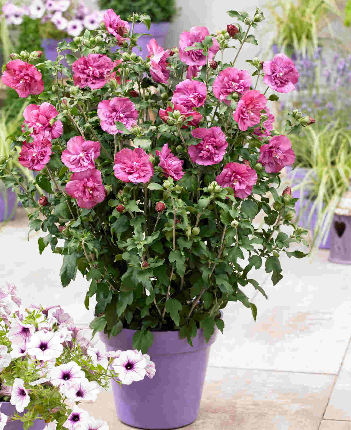 Hayloft Happy Hibiscus Collection