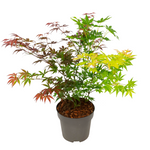 Japanese Maple - Acer Palmatum 'festival' - Height 60-70cm - ⌀19cm | Set-of-1 | Green
