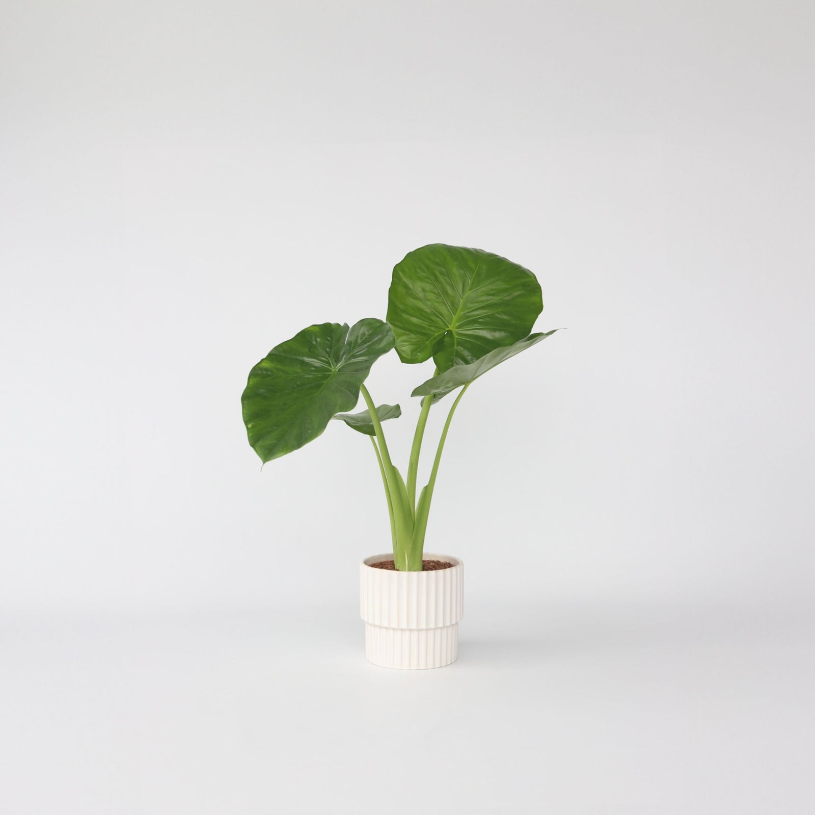 Elephant's Ear - Alocasia 'odora' - Height 55-75cm - ⌀17cm | Set of 1 | Pink