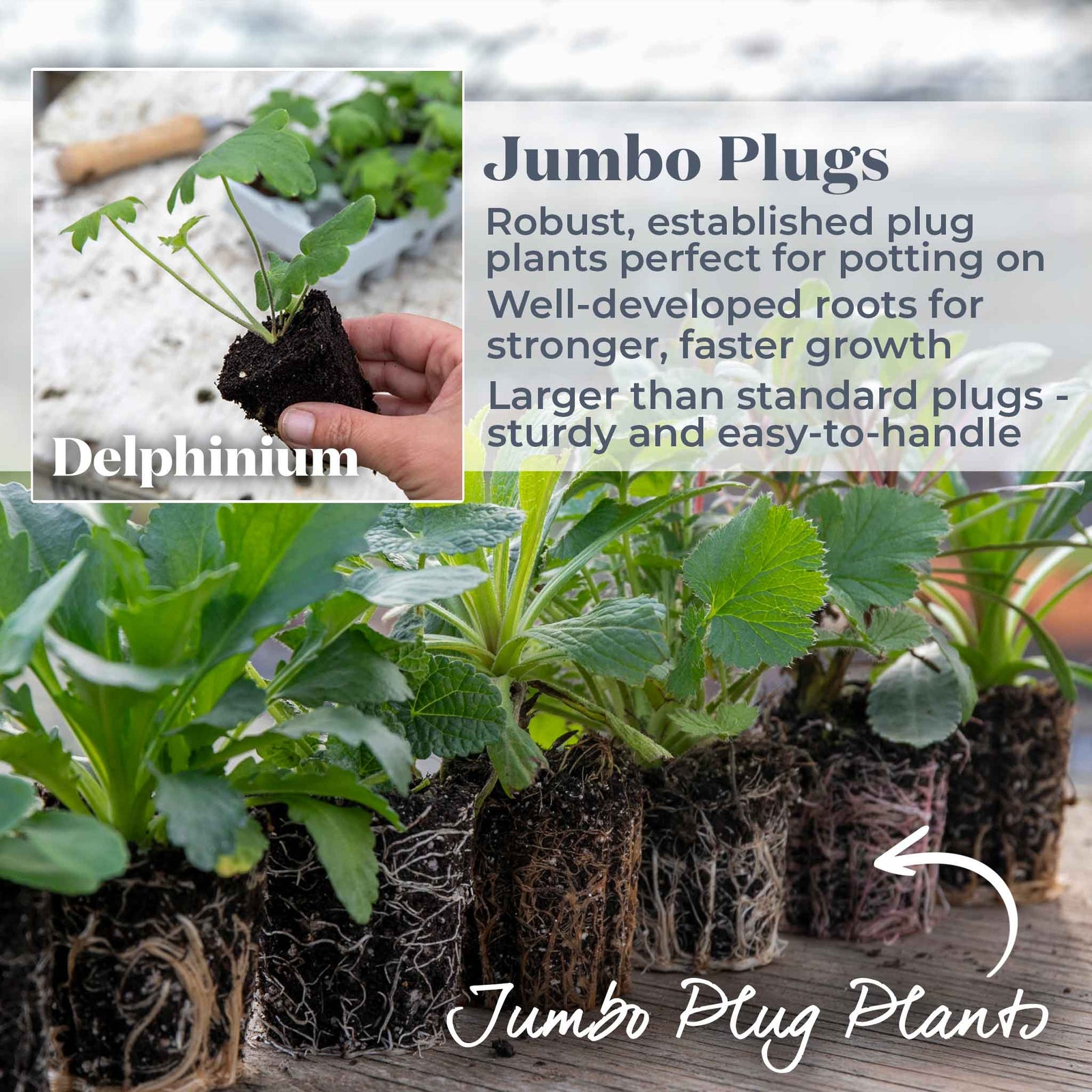 Delphinium 'magic Fountains Mix' Dwarf No-stake Perennial | 24 x Jumbo Plug Plants | Multi
